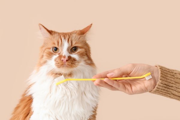 Cat with toothbrush, grooming