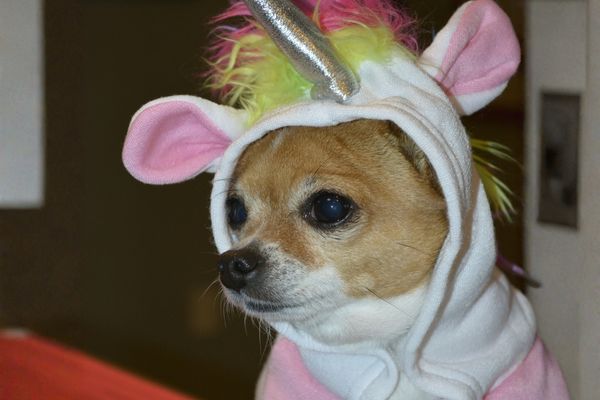 chihuahua in unicorn costume