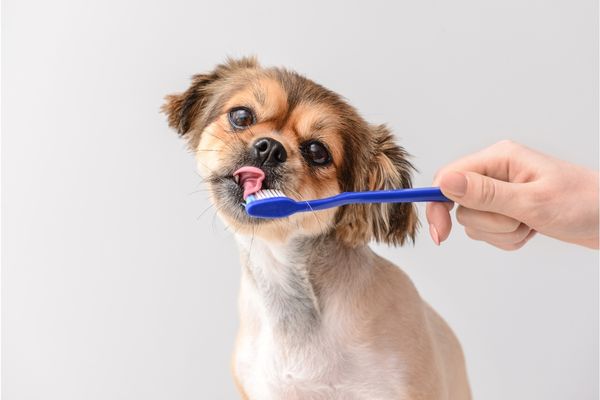 Dog brushing teeth, cute Dog brushing teeth, cute