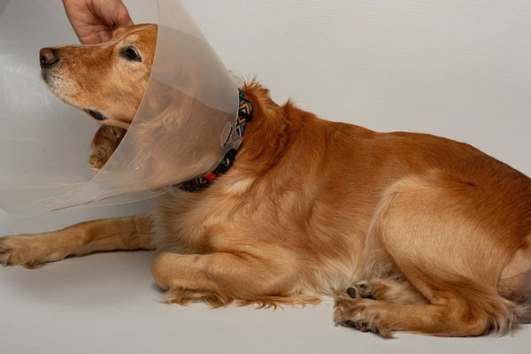 Dog with cone collar Dog with cone collar