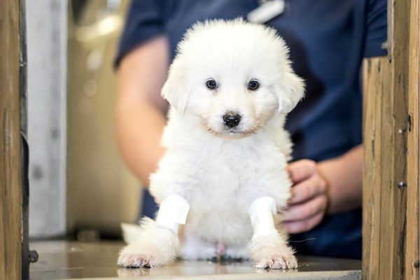 Fluffy white puppy, bandaged paws