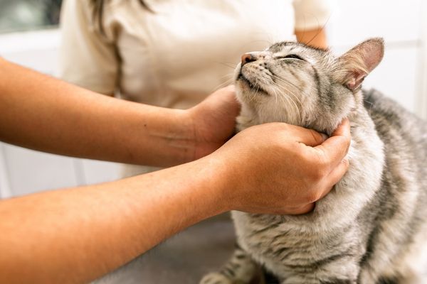 Hands petting happy cat Hands petting happy cat