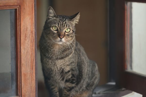 Tabby cat, looking attentive. Tabby cat, looking attentive.