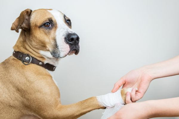 dog-bandage A brown and white dog with a collar sits calmly while its bandaged paw is gently held by a person