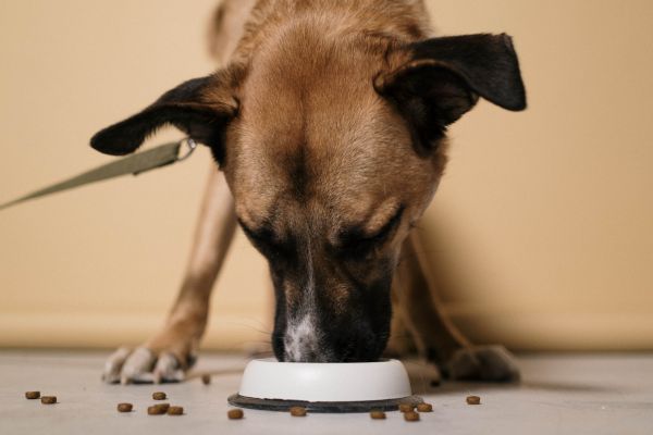 dog-eating A brown dog eagerly eats from a white bowl on the floor, surrounded by scattered kibble.