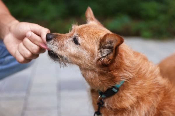 dog-outside A small brown dog with a green collar gently sniffs a person's hand outdoors.