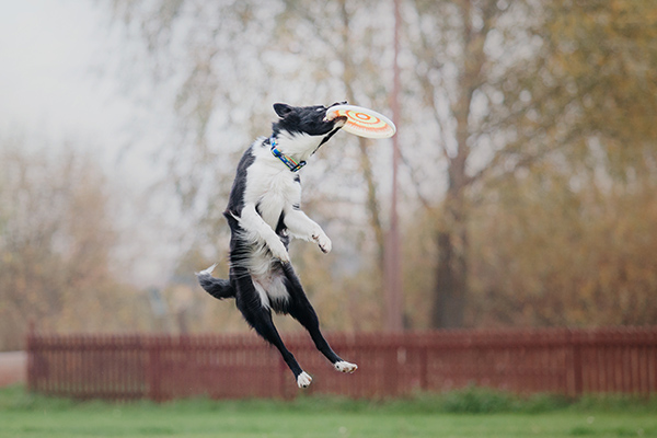 Dog frisbee. Dog catching flying disk in jump, pet playing outdo A black and white dog leaps mid-air to catch an orange Frisbee in its mouth.